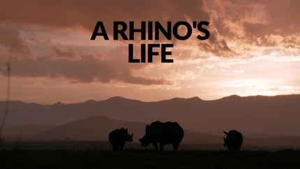 A Rhino's Life on Animal Planet HD Tamil - past program