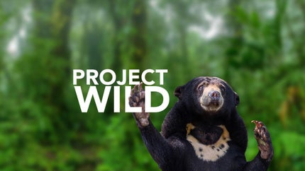 Project Wild Episode 2 on ABC Australia - past program