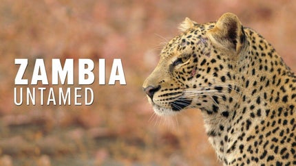 A Wolf's Choice - Family or Freedom? on Animal Planet Hindi - past program