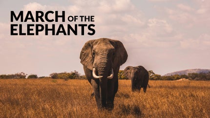 March of the Elephants on Animal Planet English - past program