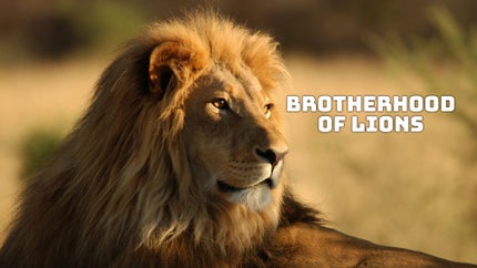 Brotherhood of Lions Episode 1 on Animal Planet HD Tamil - past program