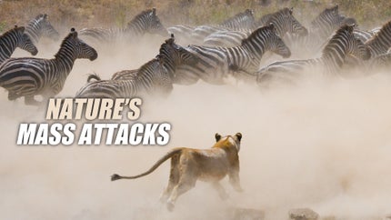 Nature's Mass Attacks Episode 1 on Animal Planet HD Tamil - past program