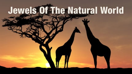 The Queen In The North on Animal Planet HD Tamil - past program