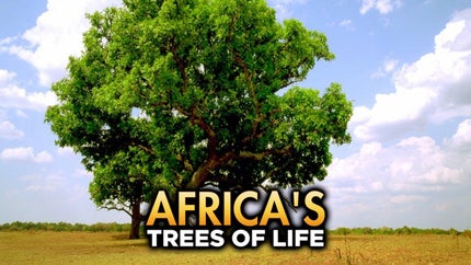 Africa's Trees of Life Episode 1 on Animal Planet Hindi - past program