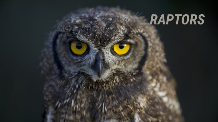 Raptors Episode No.2 on JioTV