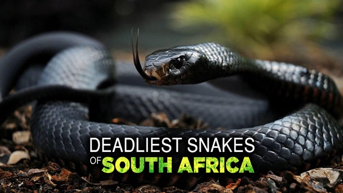Deadliest South Africa Episode No.1 on JioTV