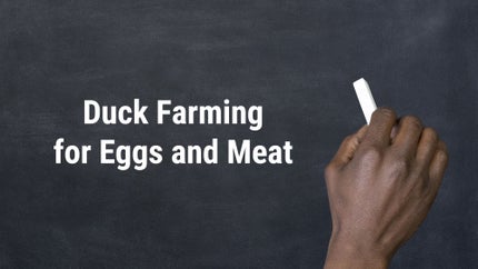 Duck Farming for Eggs and Meat on DD Gyandarshan - past program