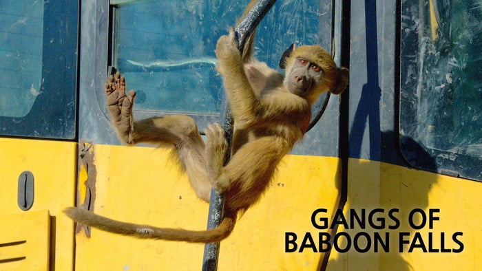 Gangs of Baboon Falls Episode No.5 on JioTV
