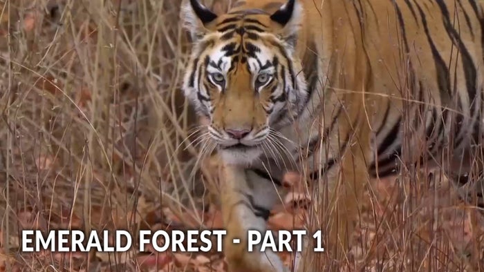 Emerald Forest - Part 1 on JioTV