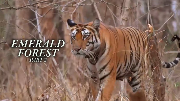 Emerald Forest - Part 2 on JioTV