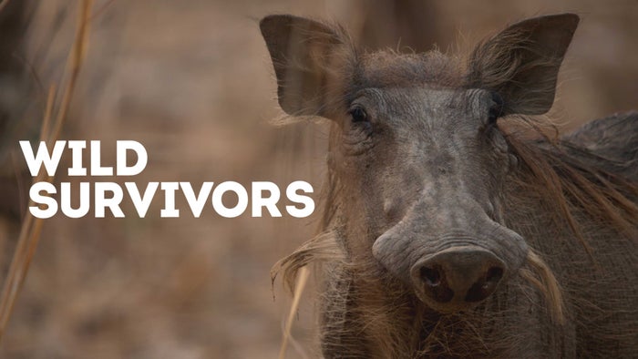 Wild Survivors Episode No.2 on JioTV