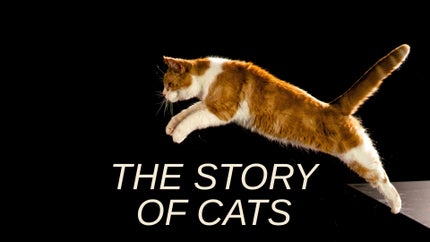 The Story of Cats Episode 1 on Animal Planet Hindi - past program