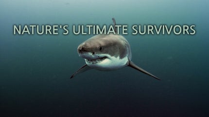 Nature's Ultimate Survivors Episode 1 on Animal Planet English - past program