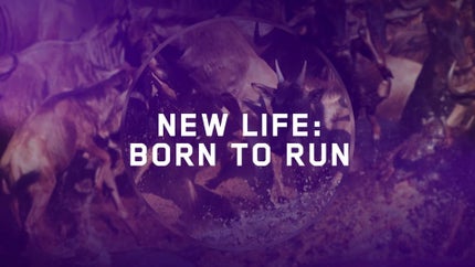 New Life: Born to Run on Animal Planet Hindi - past program