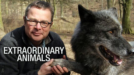 Extraordinary Animals on ABC Australia - past program