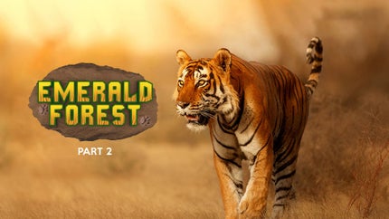 Emerald Forest - Part 2 on Epic - past program