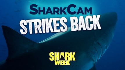 Sharkcam Strikes Back on Discovery Science - past program