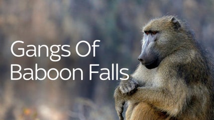 Gangs of Baboon Falls Episode 3 on Animal Planet Telugu - past program