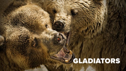 Gladiators Episode 2 on Animal Planet Hindi - past program