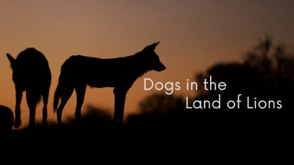 Dogs In The Land Of Lions on Animal Planet Hindi - past program