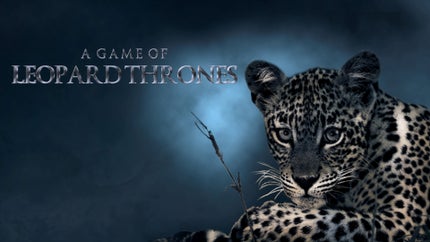 A Game Of Leopard Thrones Episode 2 on Animal Planet Hindi - past program
