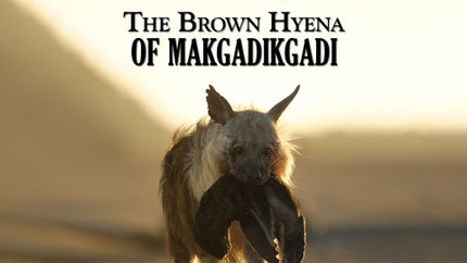 The Brown Hyena of Makgadikgadi on Animal Planet Hindi - past program