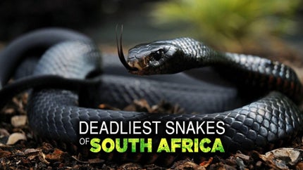 Deadliest South Africa Episode 3 on Animal Planet Hindi - past program