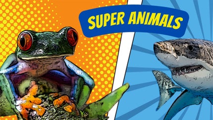 Super Animals Episode 11 on Animal Planet Hindi - past program