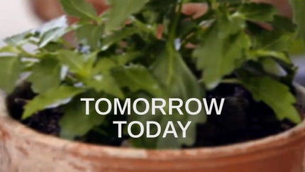 Tomorrow Today on dw - past program