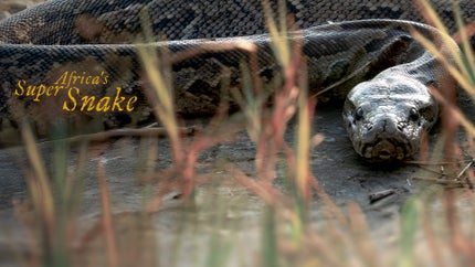 Africa's Super Snake on Animal Planet Hindi - past program