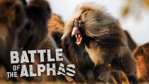 Wild Wild Bunch Episode 1 on Animal Planet Hindi - future program