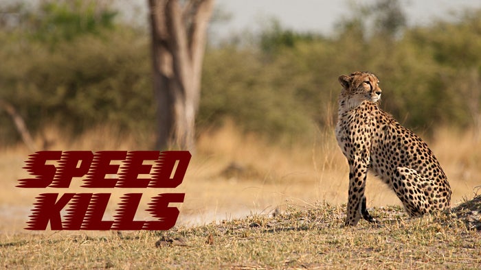 Jungle Planet Episode No.26 on JioTV