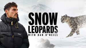 Snow Leopards with Dan O'Neill Episode 2 on Animal Planet Telugu - past program