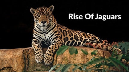Rise Of Jaguars on Animal Planet Hindi - past program