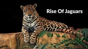 Rise Of Jaguars on Animal Planet English - past program