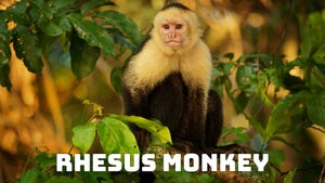 Rhesus Monkey on DD Kashir - past program