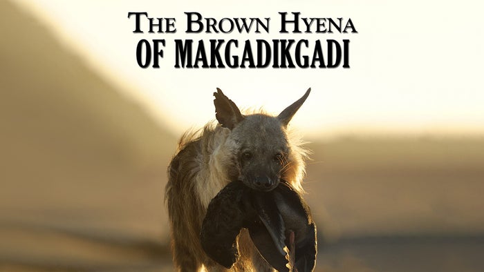 The Brown Hyena of Makgadikgadi on JioTV