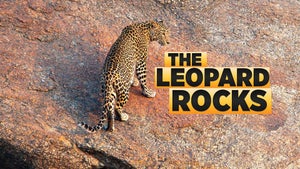 The Leopard Rocks on Animal Planet HD World - future program