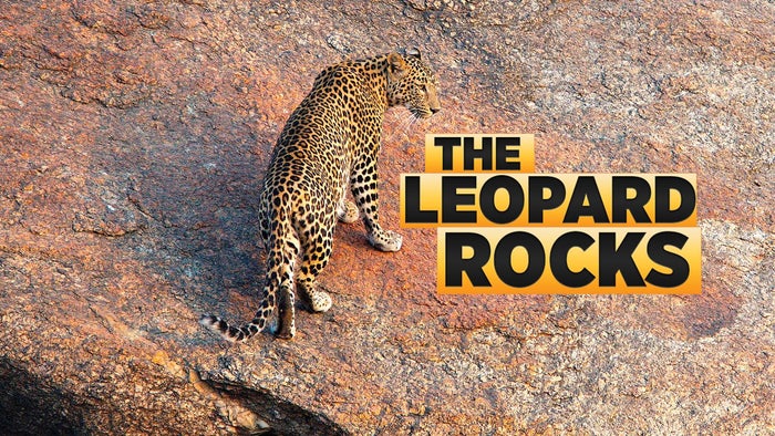 The Leopard Rocks on JioTV