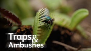 Traps & Ambushes Episode 1 on Animal Planet HD World - future program