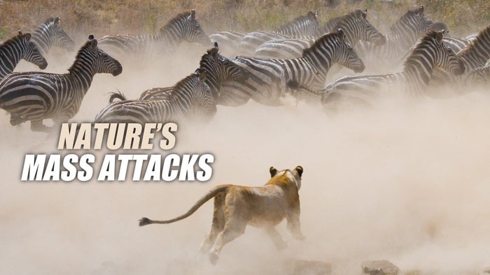 Nature's Mass Attacks Episode No.2 on JioTV