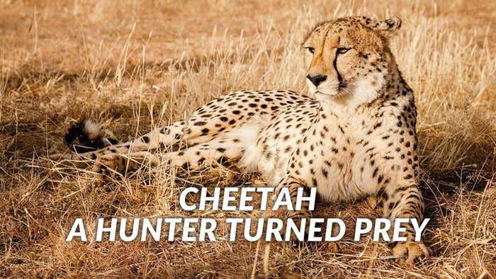 Cheetah, A Hunter Turned Prey on JioTV