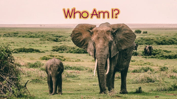 Who Am I? on JioTV
