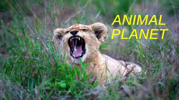 Big Cat Tales Episode No.1 on JioTV