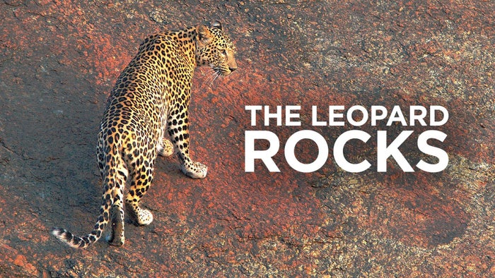 The Leopard Rocks on JioTV