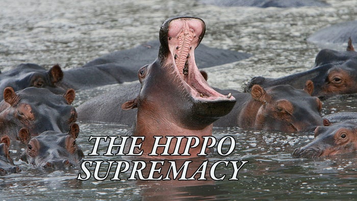The Hippo Supremacy on JioTV