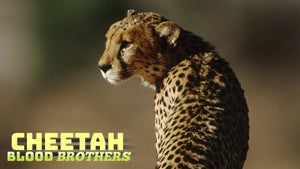 Cheetah Blood Brothers on Animal Planet English - past program