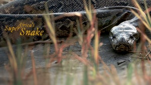 Africa's Super Snake on Animal Planet HD Tamil - past program