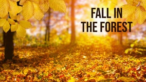 Fall in the Forest on Stingray Naturescape - past program