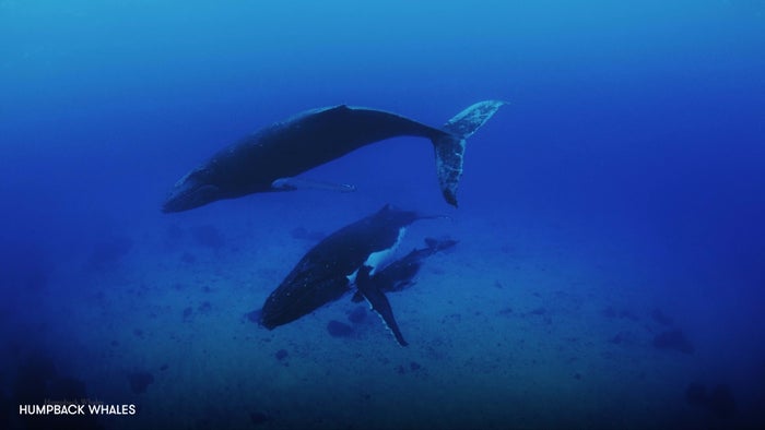 Humpback Whales on JioTV